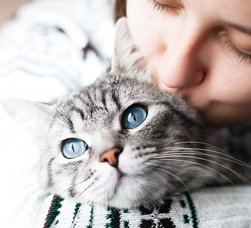 Como cuidar y hacer feliz a tu gato