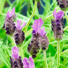 Lavanda