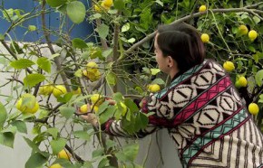 Cmo fertilizar los ctricos del jardn en primavera?